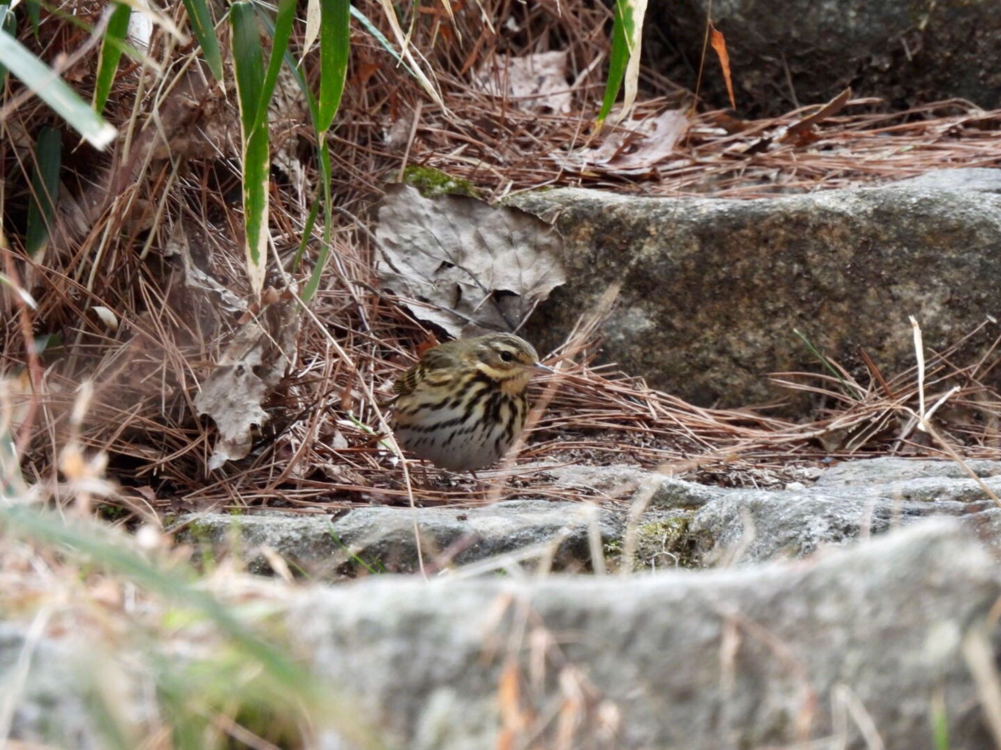 Olive-backed Pipit