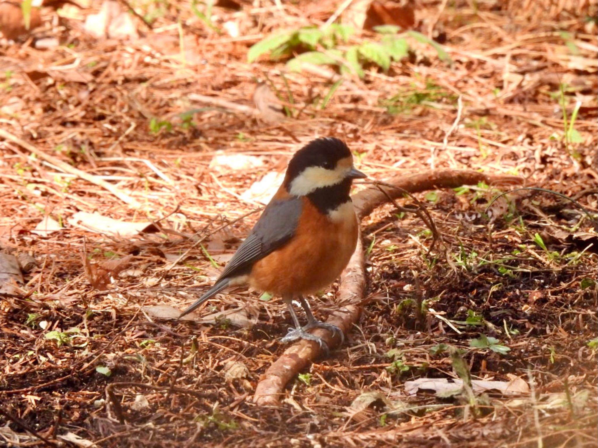 Varied Tit