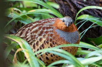 Chinese Bamboo Partridge Mt. Takao Sun, 2/23/2020