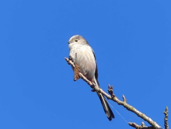 Tue, 2/9/2021 Birding report at 袖ヶ浦公園