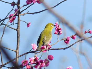 メジロ 袖ヶ浦公園 2021年2月9日(火)