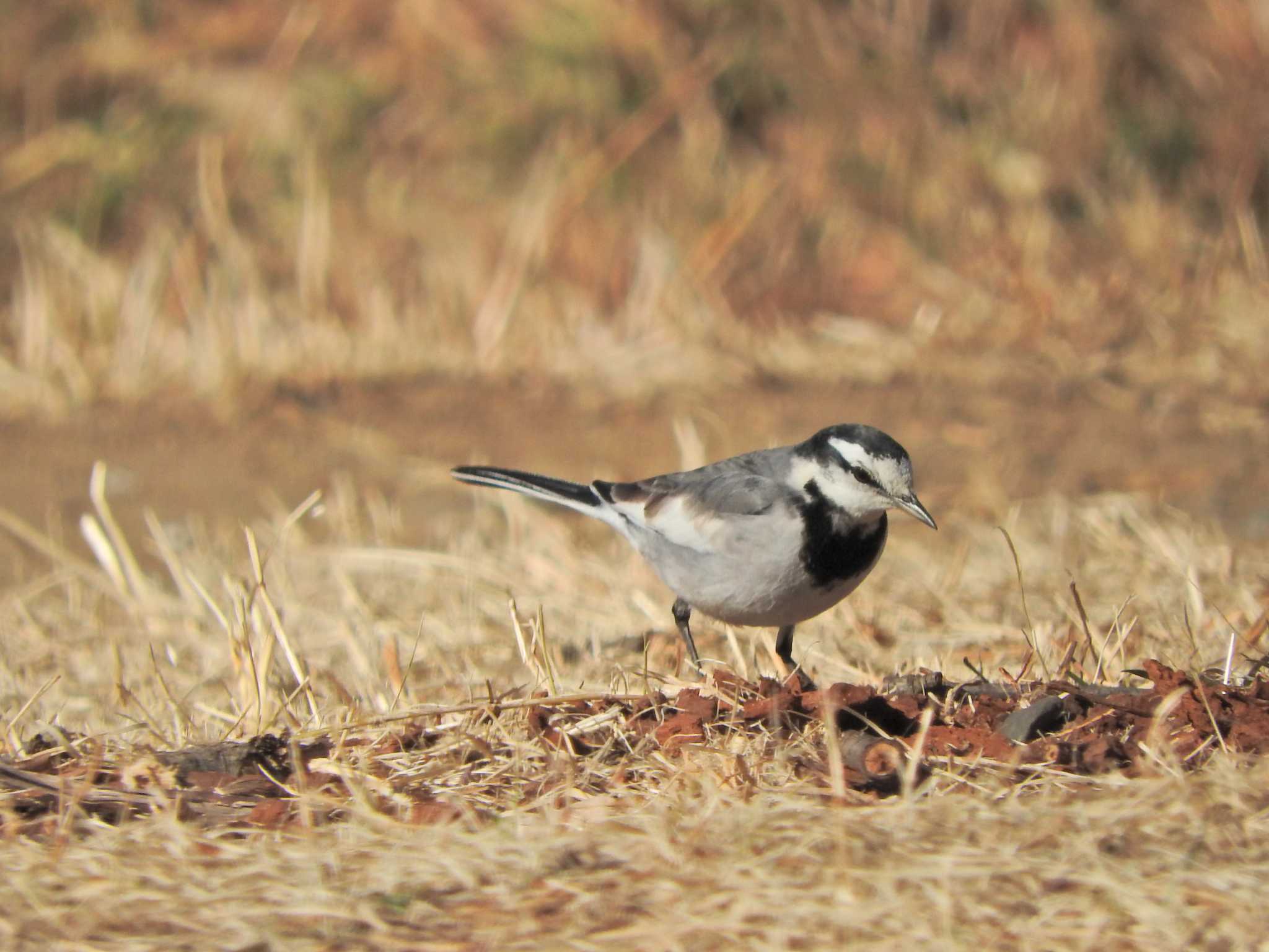 White Wagtail