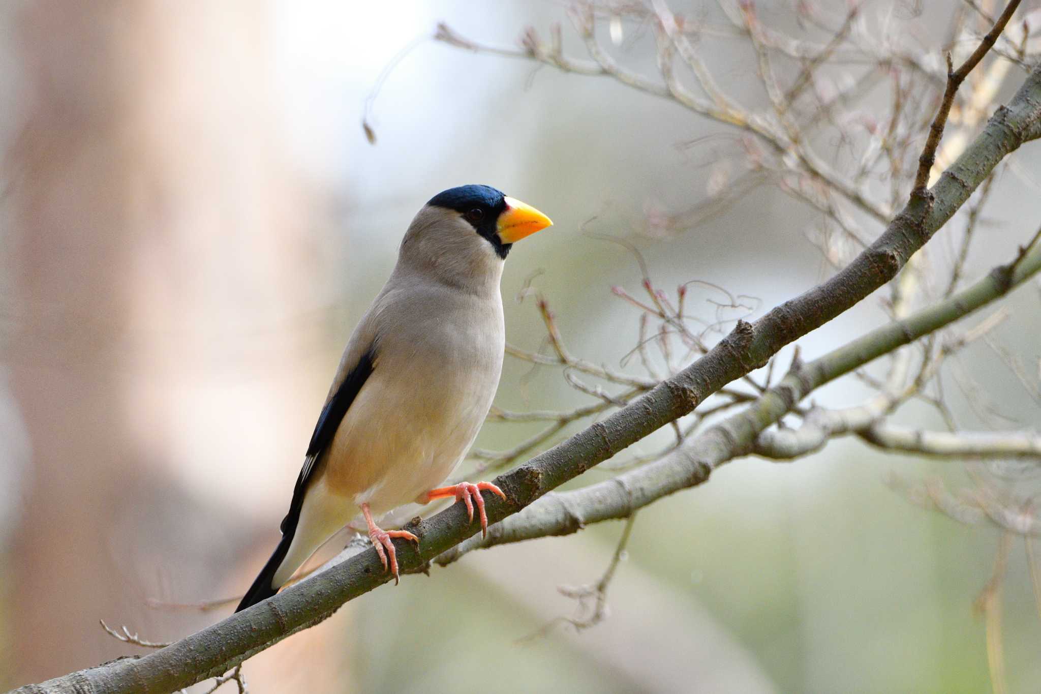 Japanese Grosbeak