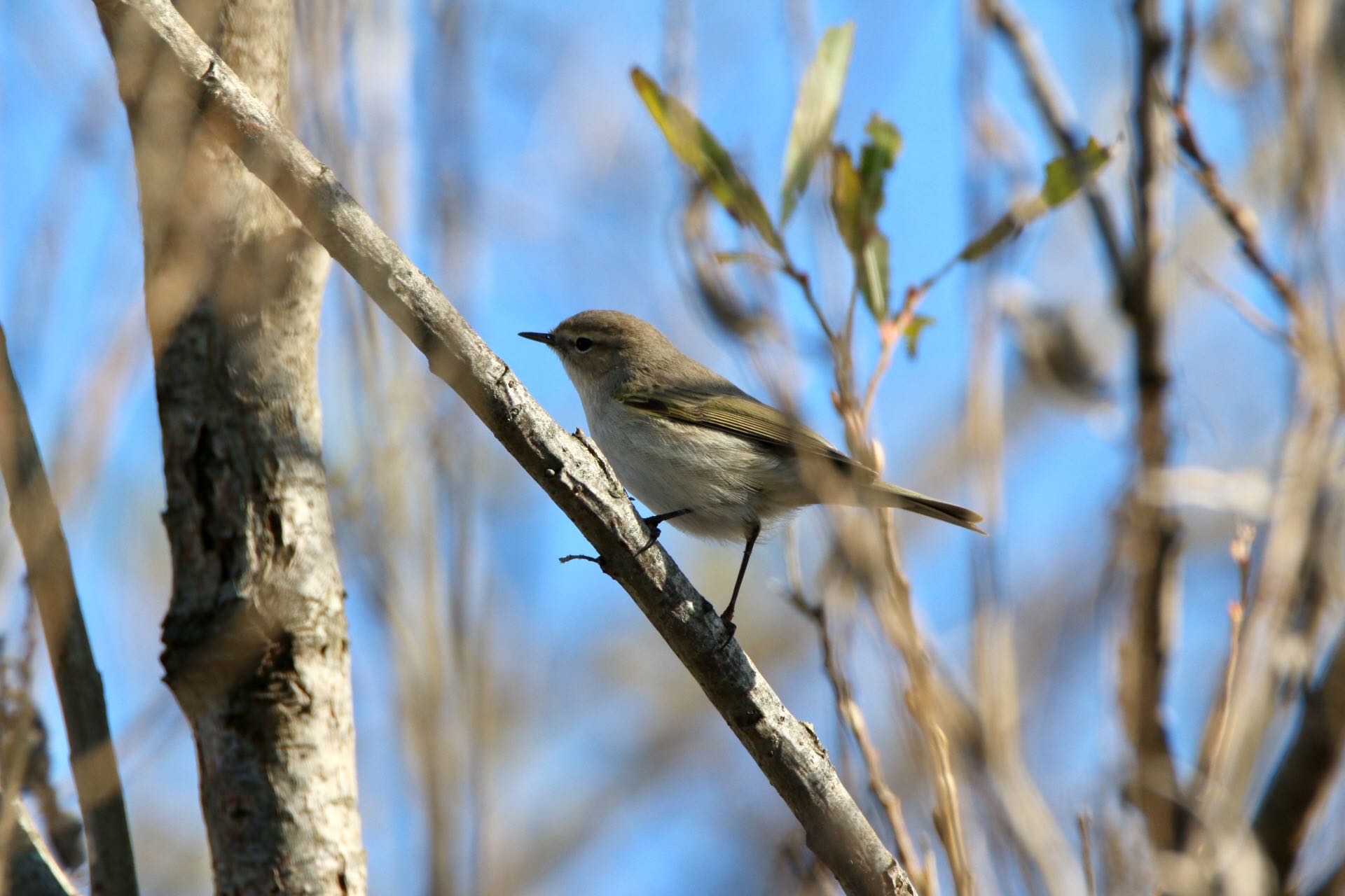 Photo of Common Chiffchaff at Watarase Yusuichi (Wetland) by ゴロー