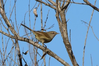 Japanese Bush Warbler Watarase Yusuichi (Wetland) Thu, 12/29/2016