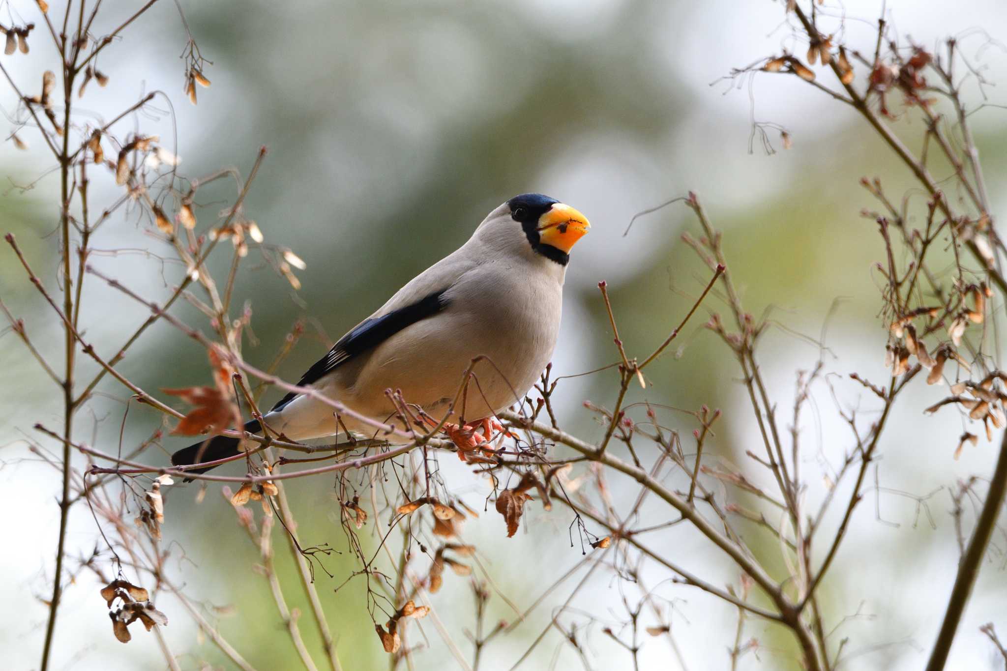 Japanese Grosbeak