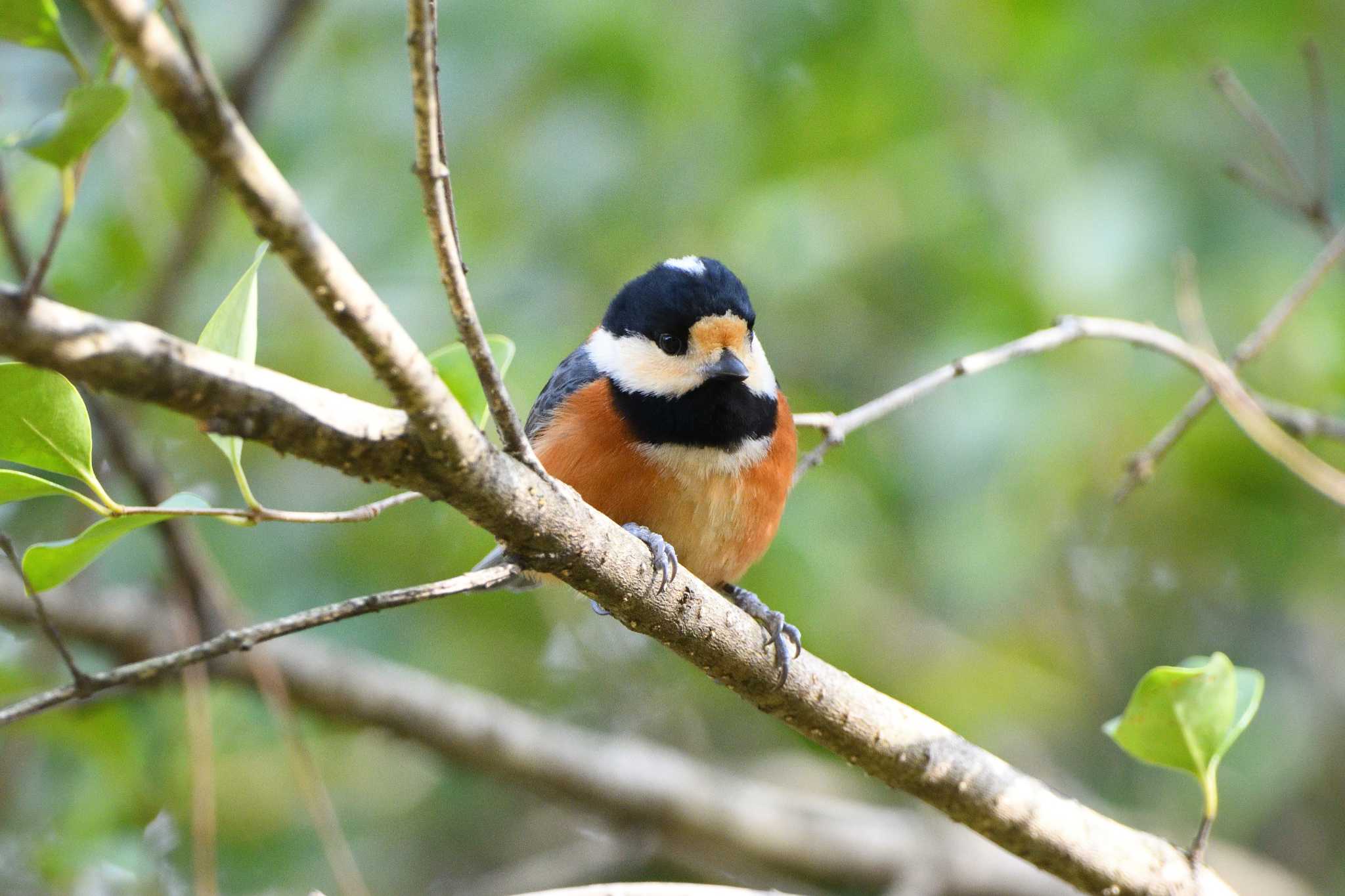 Varied Tit