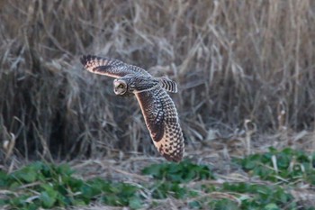 Short-eared Owl Watarase Yusuichi (Wetland) Thu, 12/29/2016