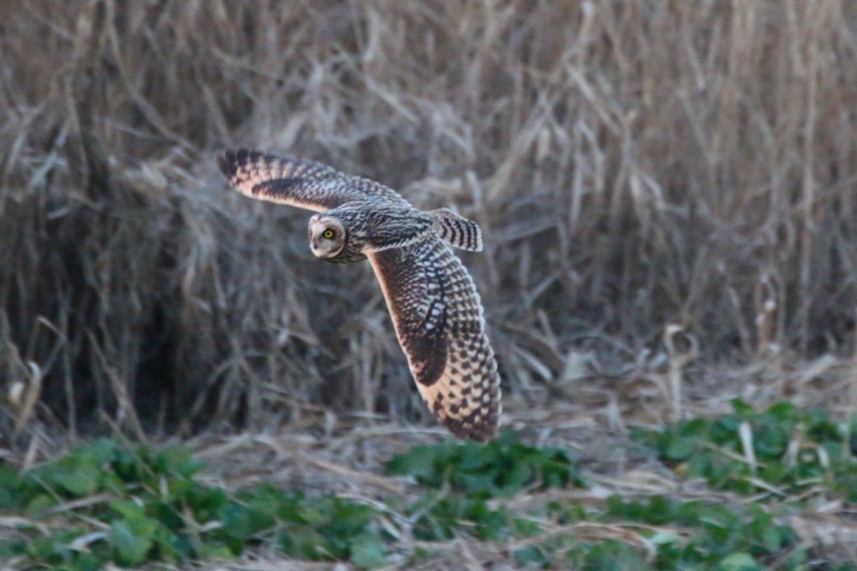 渡良瀬遊水地 コミミズクの写真