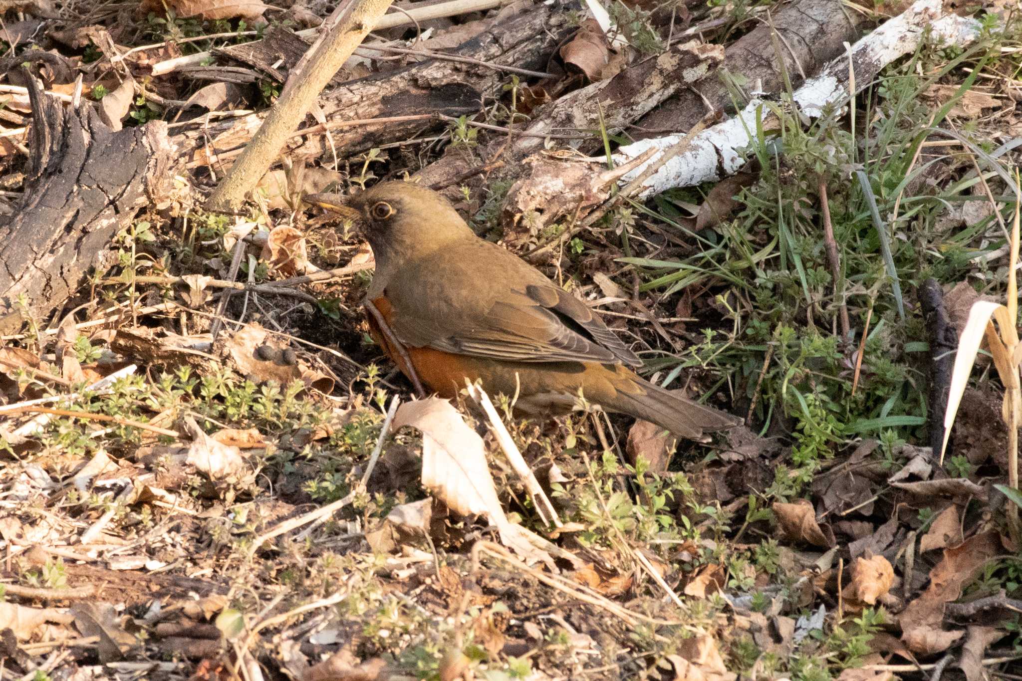 アカハラ