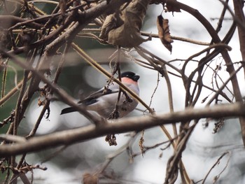 Eurasian Bullfinch 御岳山、御岳山神社 Thu, 12/29/2016