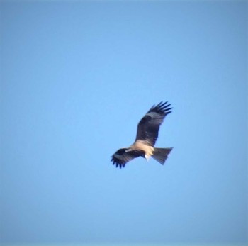 Black Kite 多摩川 Sun, 2/7/2021