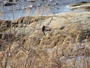 Bull-headed Shrike 浅川 (八王子) Wed, 2/10/2021