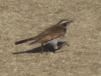 Dusky Thrush 浅川 (八王子) Wed, 2/10/2021