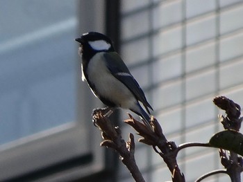 Japanese Tit 浅川 (八王子) Wed, 2/10/2021