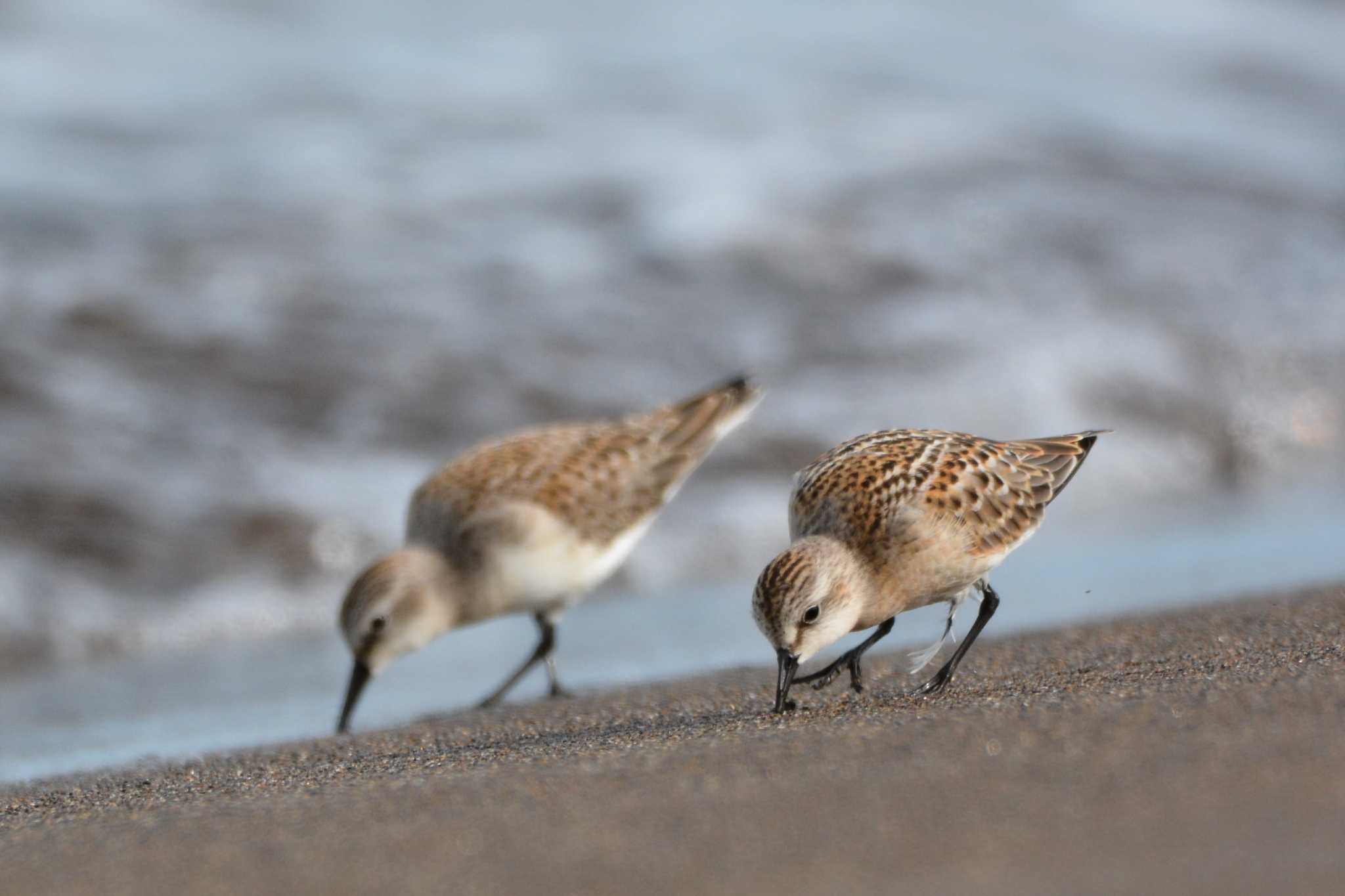 トウネン