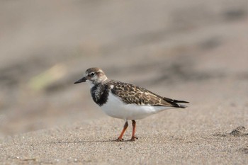 2020年8月22日(土) 石狩川河口の野鳥観察記録