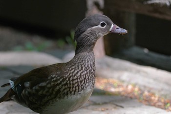 オシドリ 円山公園 2020年5月21日(木)