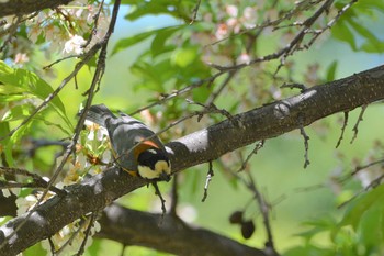 2020年5月21日(木) 円山公園の野鳥観察記録