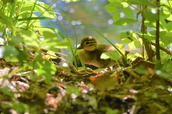 オシドリ 円山公園 2020年6月4日(木)