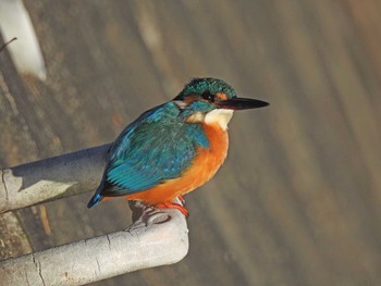 Common Kingfisher 恩田川 Tue, 2/9/2021