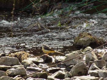 Grey Wagtail 埼玉県熊谷市 Wed, 2/10/2021