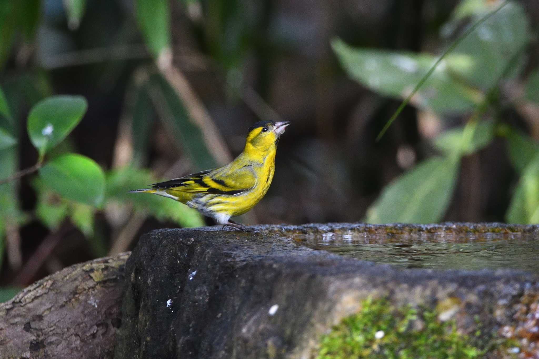 Eurasian Siskin