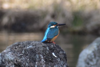 カワセミ 岩槻城址公園 2021年2月10日(水)