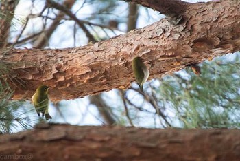 Warbling White-eye 八柱霊園 Thu, 12/29/2016