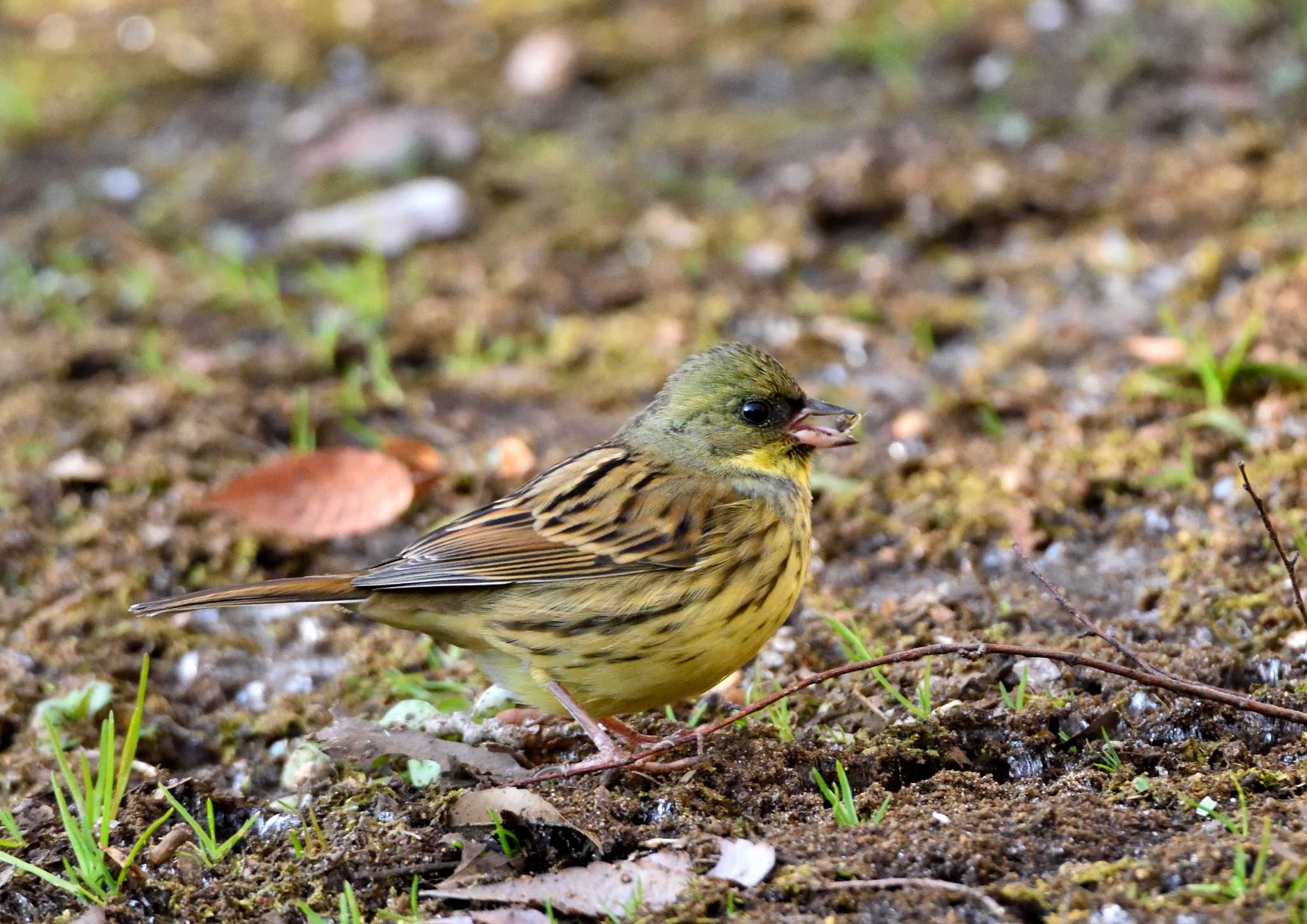 木更津 アオジの写真 by birds@hide3