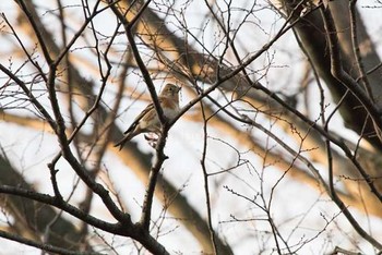 アトリ 八柱霊園 2016年12月29日(木)