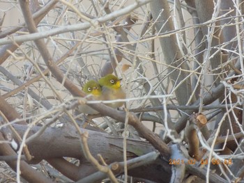 Warbling White-eye 埼玉県鴻巣市吹上 Wed, 2/3/2021