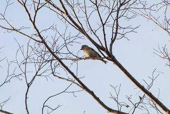 アトリ 八柱霊園 2016年12月29日(木)