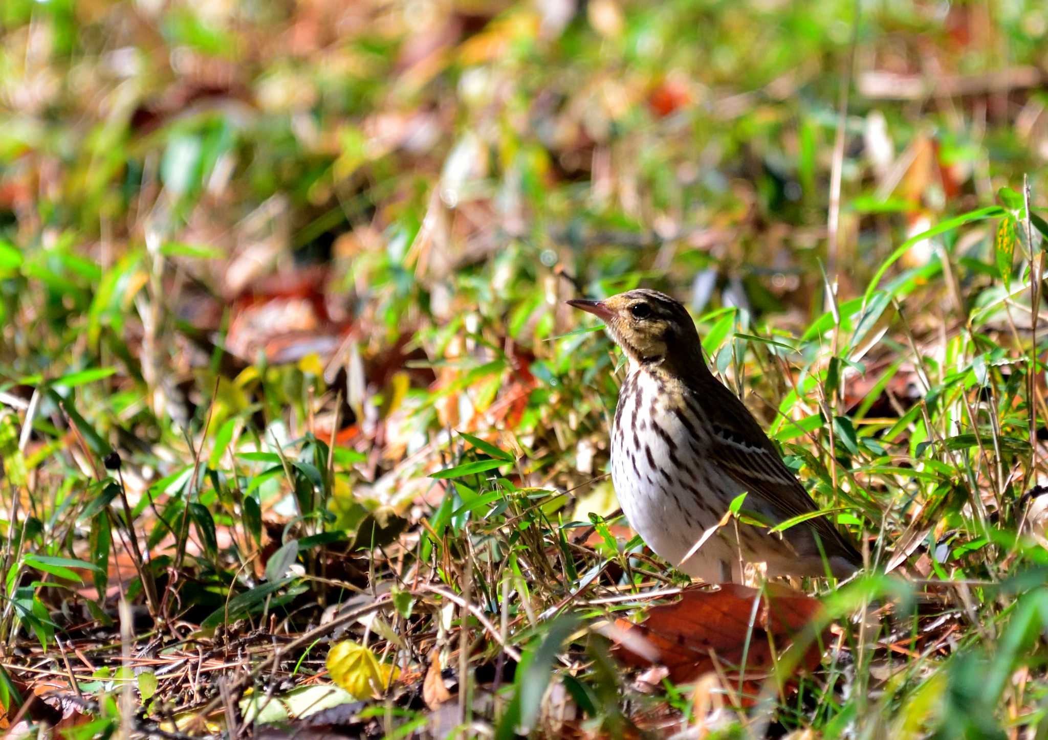 Photo of Olive-backed Pipit at 風土記の丘 by birds@hide3