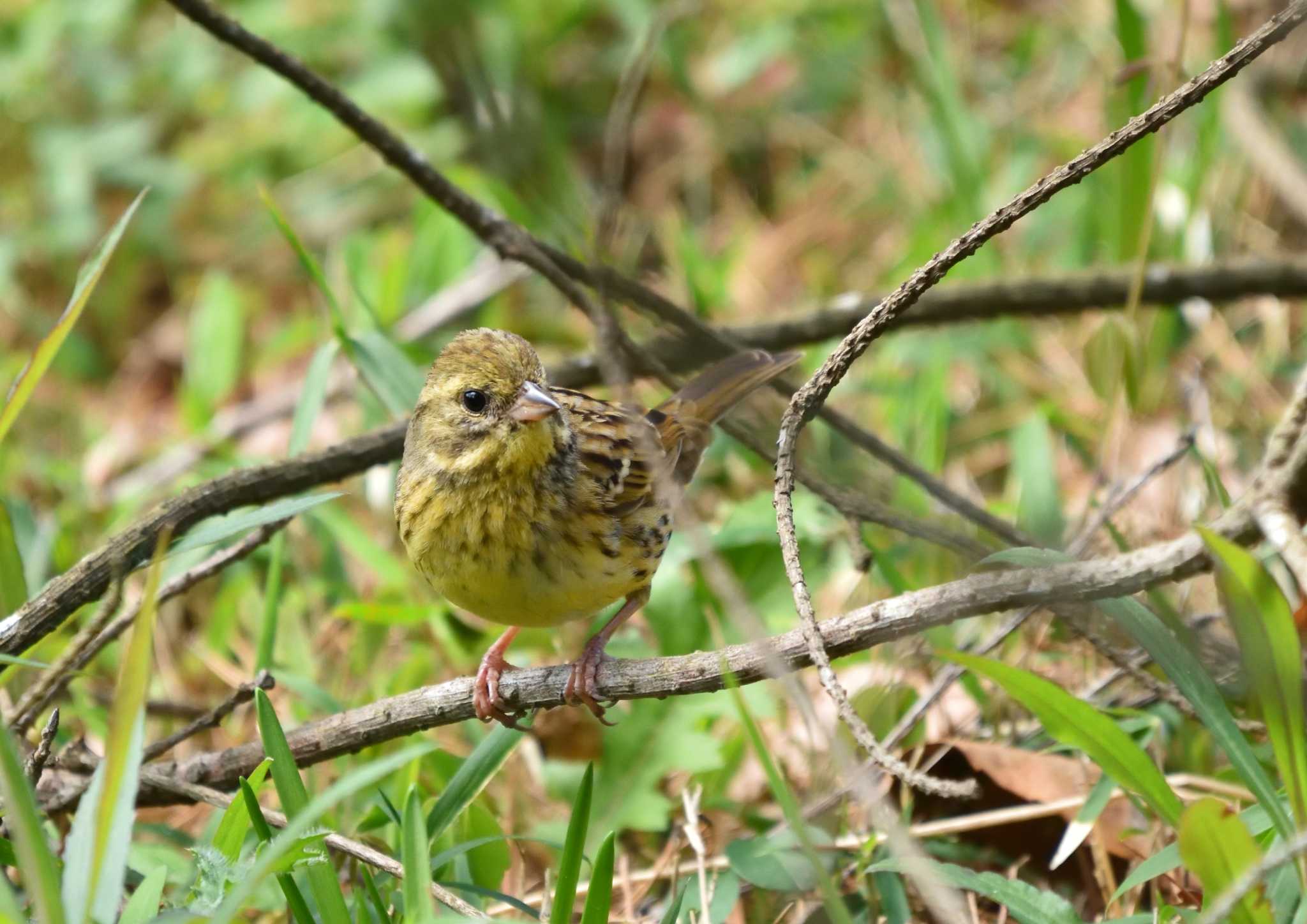 Photo of Masked Bunting at 風土記の丘 by birds@hide3