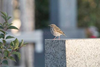 Olive-backed Pipit 八柱霊園 Thu, 12/29/2016