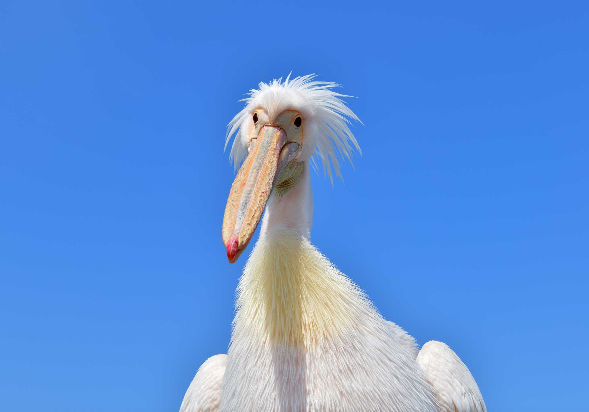 Photo of Great White Pelican at North Inba Swamp by birds@hide3