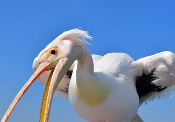 モモイロペリカン 北印旛沼 2018年2月24日(土)