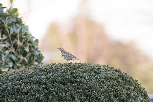 八柱霊園 ビンズイの写真 by natoto