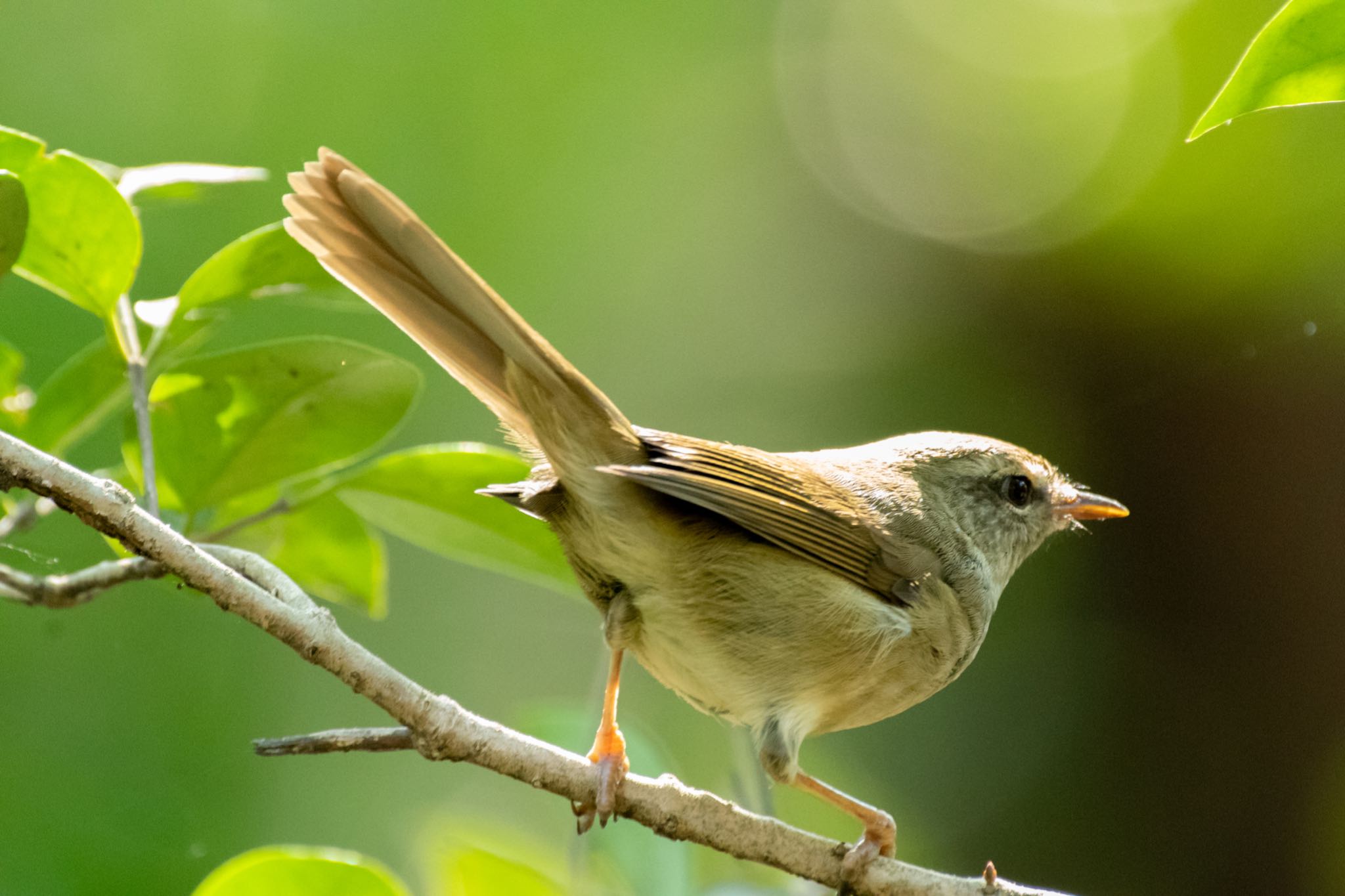 明治神宮 ウグイスの写真 by Marco Birds