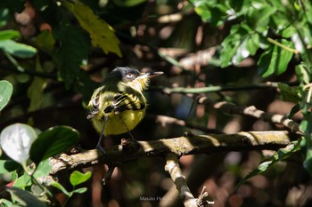 Common Tody-Flycatcher Cara Lguana Mon, 1/7/2019