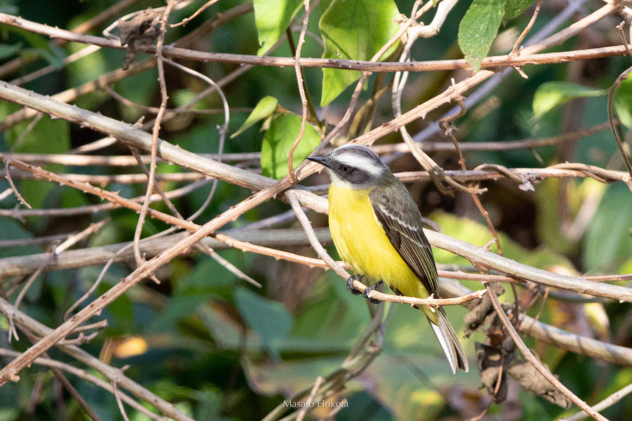 Photo of Social Flycatcher at Cara Lguana by Trio