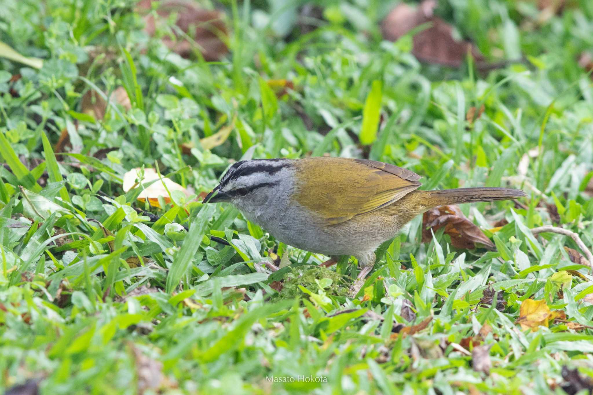 Photo of Black-striped Sparrow at La Mesa(Panama) by Trio