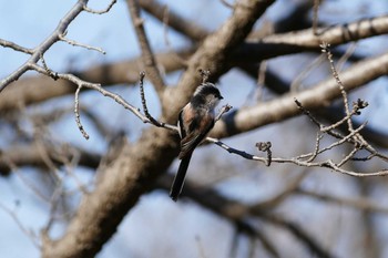 Long-tailed Tit 彩湖 Sun, 1/31/2021