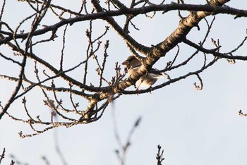 Hawfinch 八柱霊園 Thu, 12/29/2016