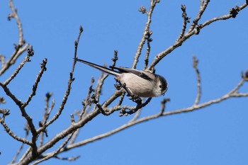 Long-tailed Tit 彩湖 Sun, 1/31/2021