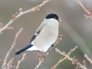 アカウソ 青森市野木和公園 2021年2月10日(水)