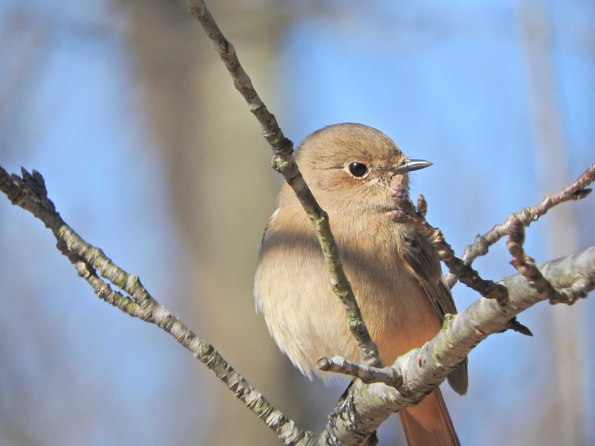 狭山湖 ジョウビタキの写真 by chiba