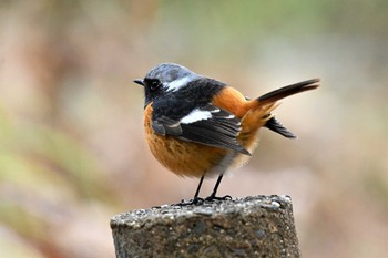 Daurian Redstart 京都府立植物園 Wed, 2/3/2021