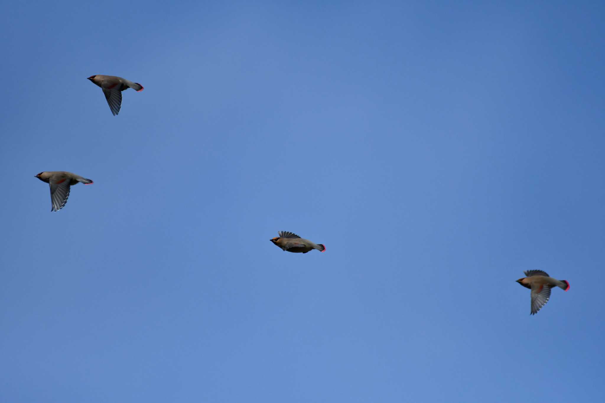 Japanese Waxwing